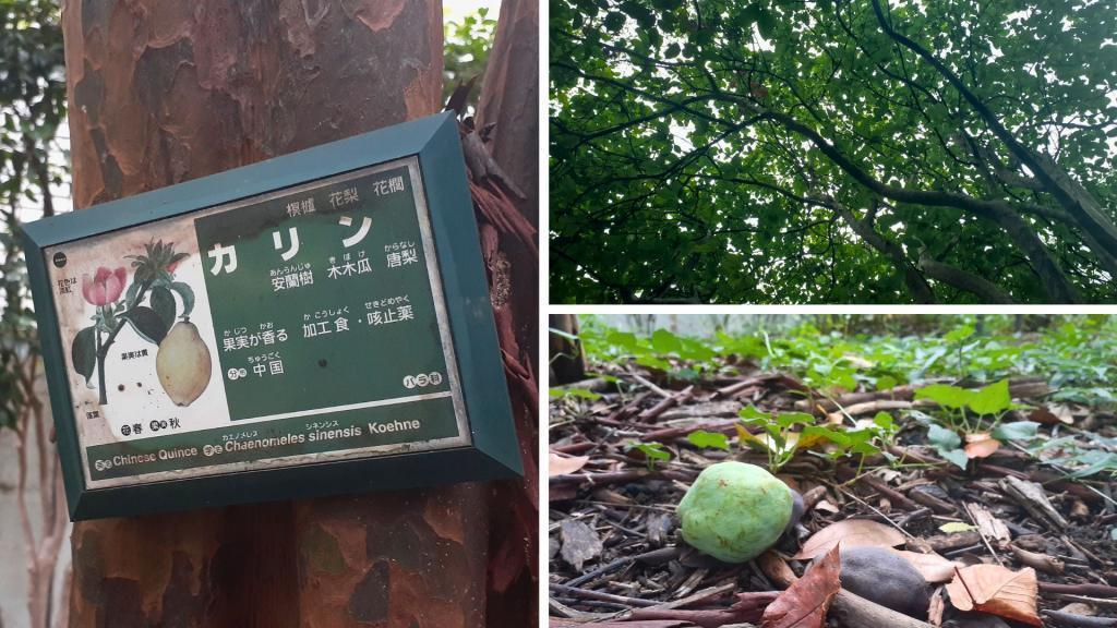  "Fruit and Herb Sample Garden" known to those who know it　