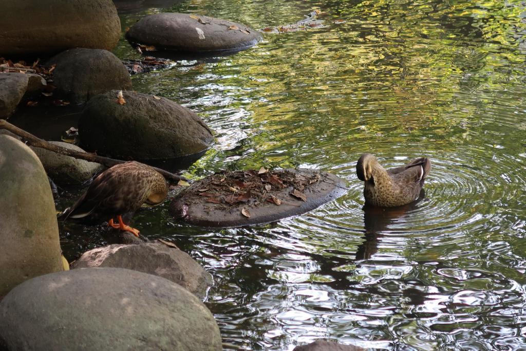  #Literary walk
I went to Sanshiro Pond, famous for Soseki Natsume.