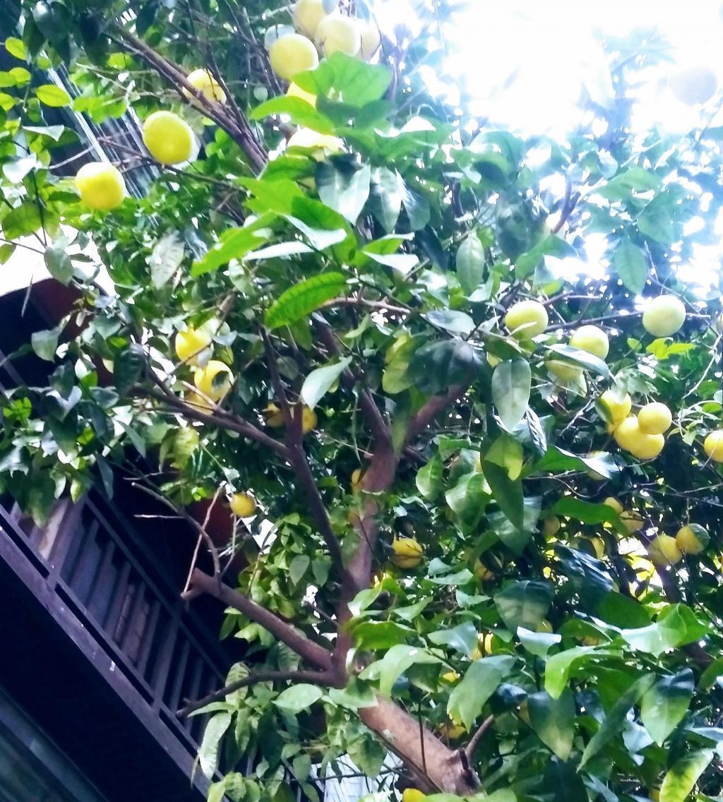  When I looked up, the fruit was growing