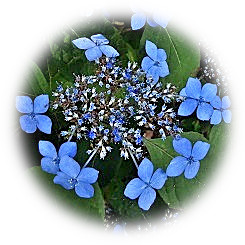  2019 Hydrangea (true flower) flowering