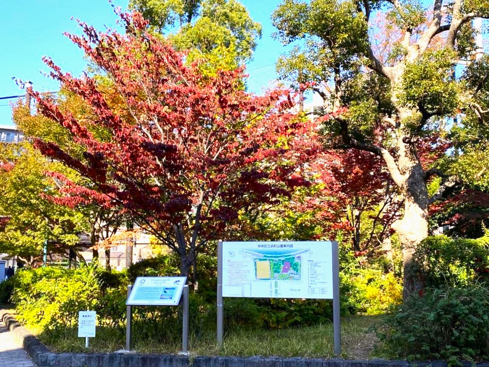  Autumn leaves at Hamacho Park