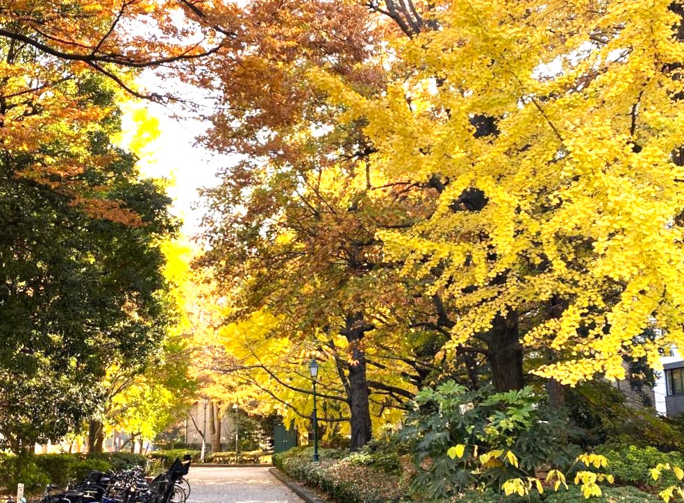  Autumn leaves at Hamacho Park