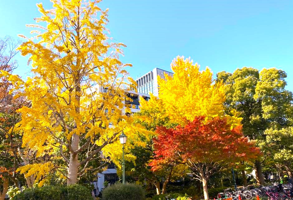  Autumn leaves at Hamacho Park