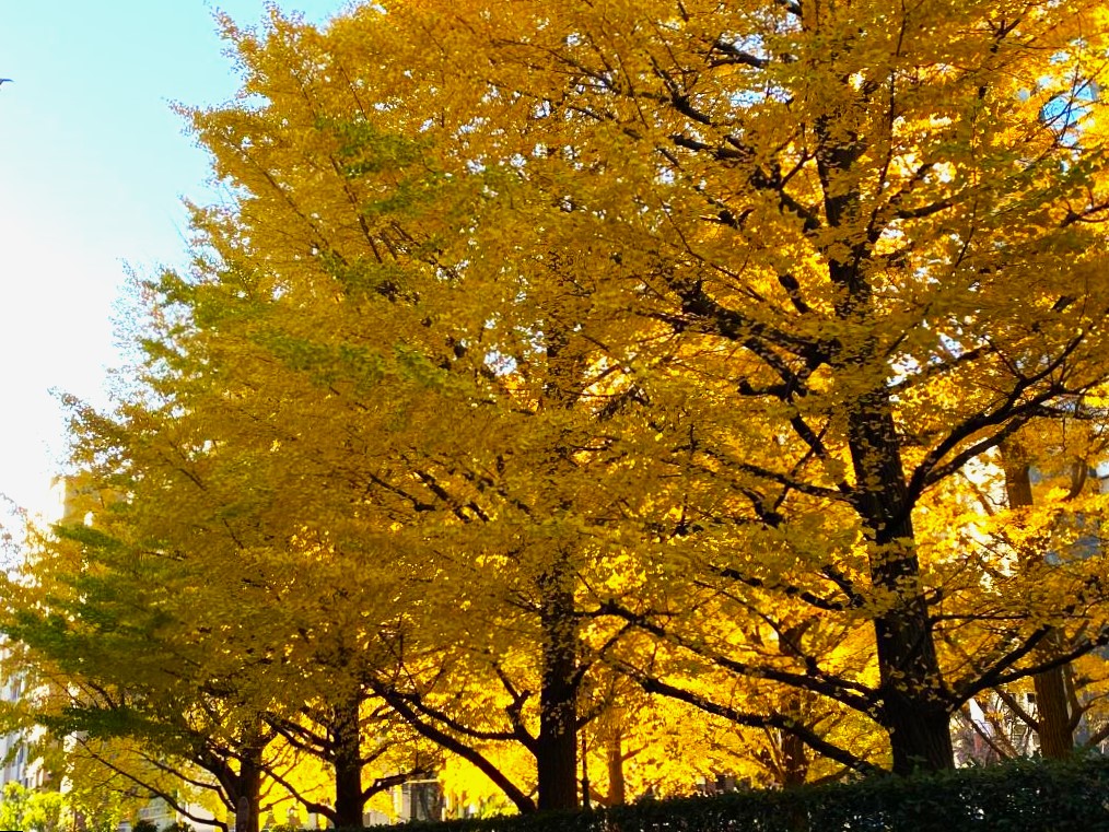  Autumn leaves at Hamacho Park