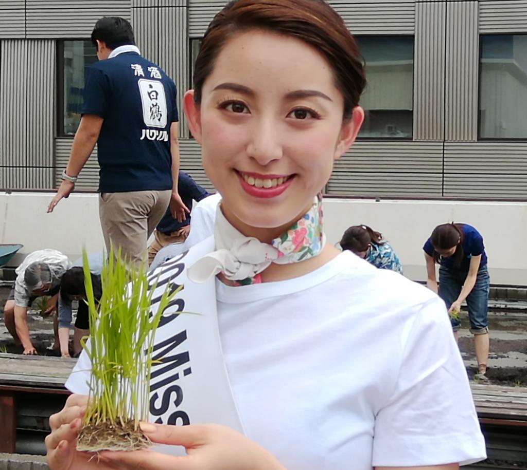  Hakutsuru Ginza Tenku Farm, rice planting again this year in 2019-Hakuzuru Sake Brewery-