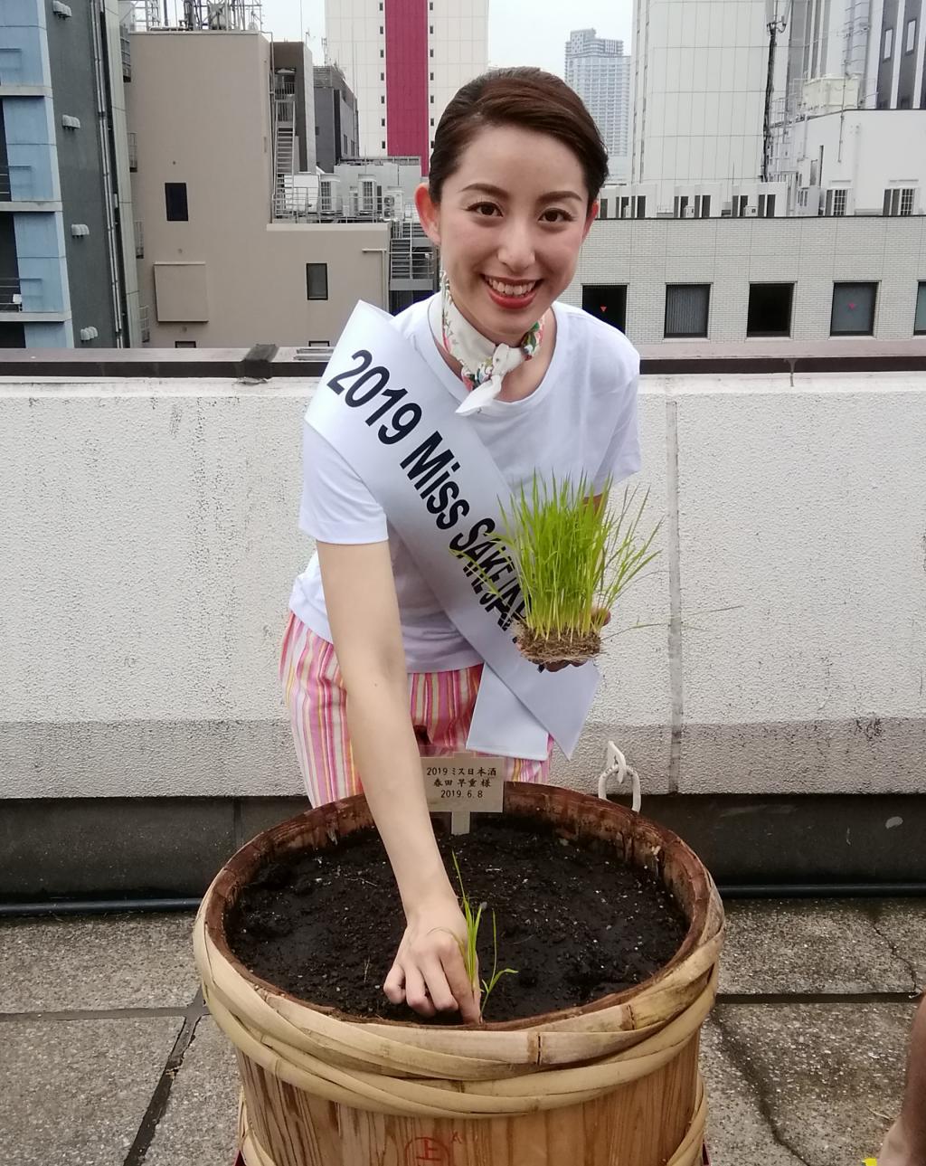  Hakutsuru Ginza Tenku Farm, rice planting again this year in 2019-Hakuzuru Sake Brewery-