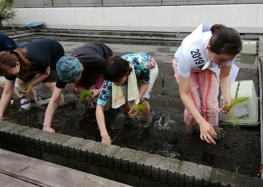  Hakutsuru Ginza Tenku Farm, rice planting again this year in 2019-Hakuzuru Sake Brewery-