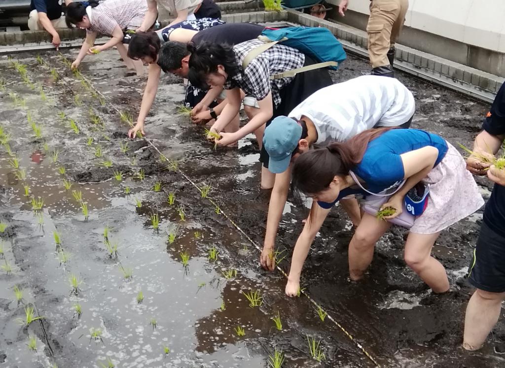  Hakutsuru Ginza Tenku Farm, rice planting again this year in 2019-Hakuzuru Sake Brewery-