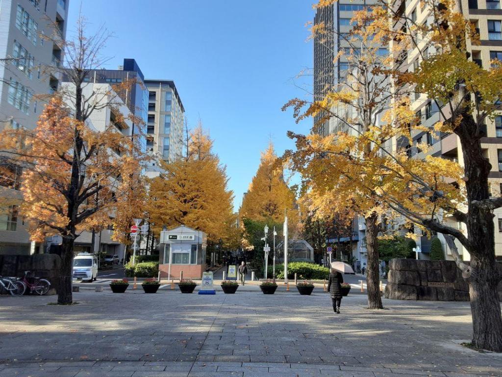  Autumn leaves and cherry blossoms