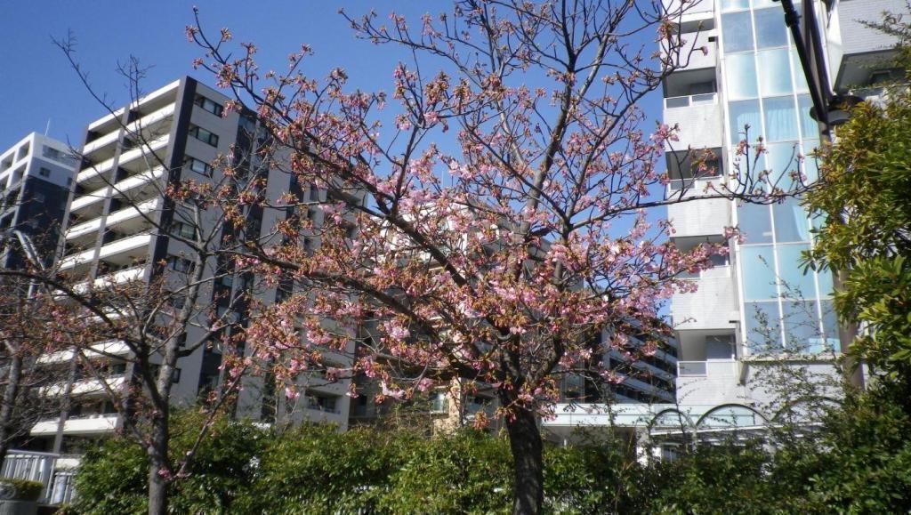 Kawazu Sakura is a plum "Plum ni ..." in February.