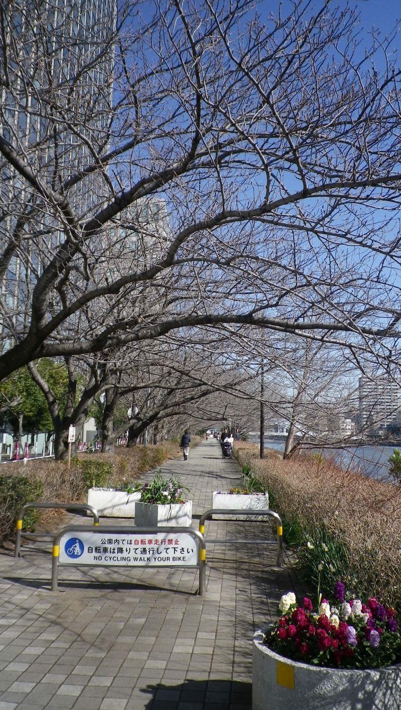 Shinkawa Park cherry blossoms are about one month later. In February, plums "Ume ni ..."