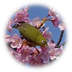  2024 The early blooming "Kawazu Sakura" shines in the blue sky of spring early spring.