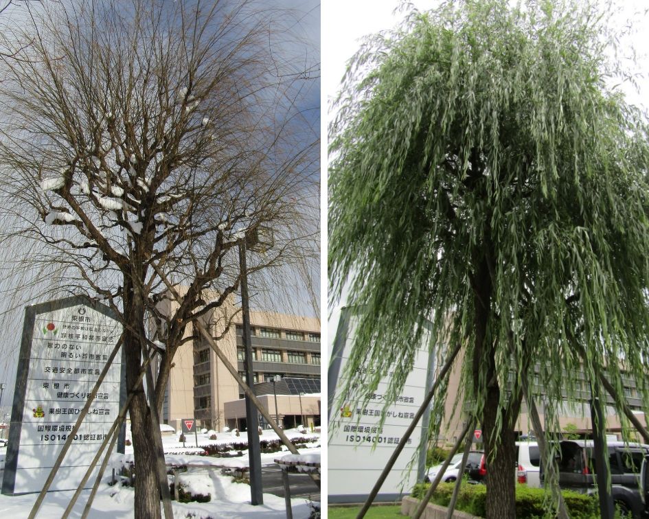  [The 17th Excursion Series] Visit Higashine City in summer! The willow in Ginza now...