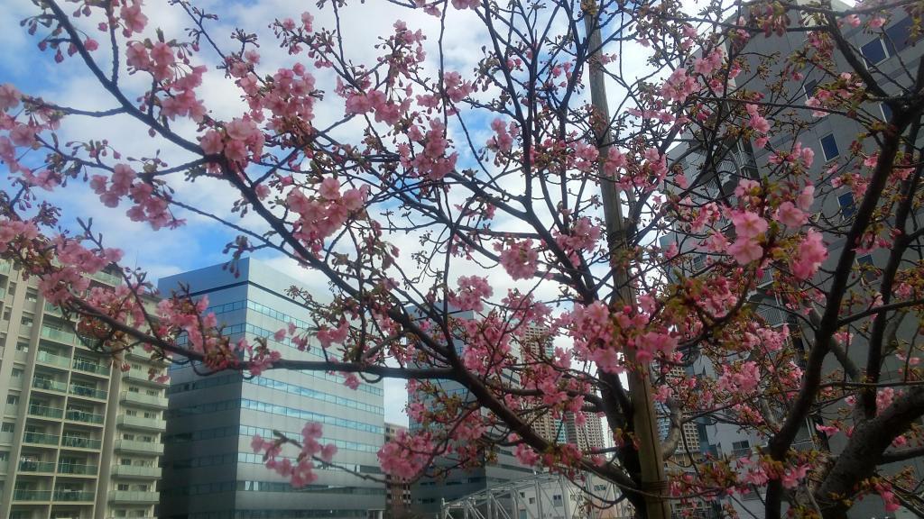 Kawazu cherry blossoms on the Kamejima River begin to bloom, and until full bloom February 18 in river’s edge, Chuo-ku Kawazu cherry blossoms bloom earlier than last year.