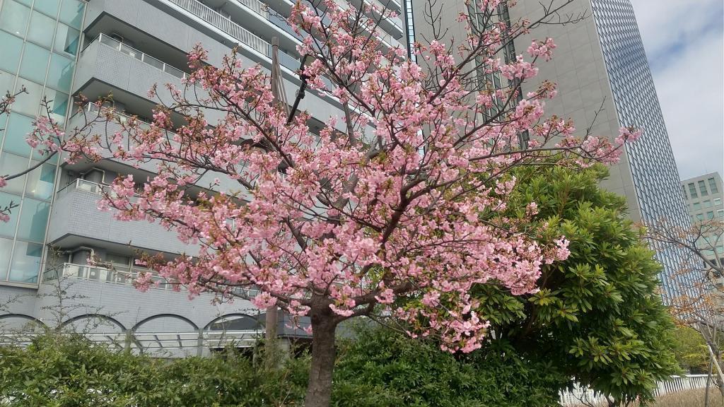 Kawazu cherry blossoms in Shinkawa Park bloom beautifully for seven minutes. February 18 Kawazu Sakura in river’s edge, Chuo-ku Flowering earlier than last year