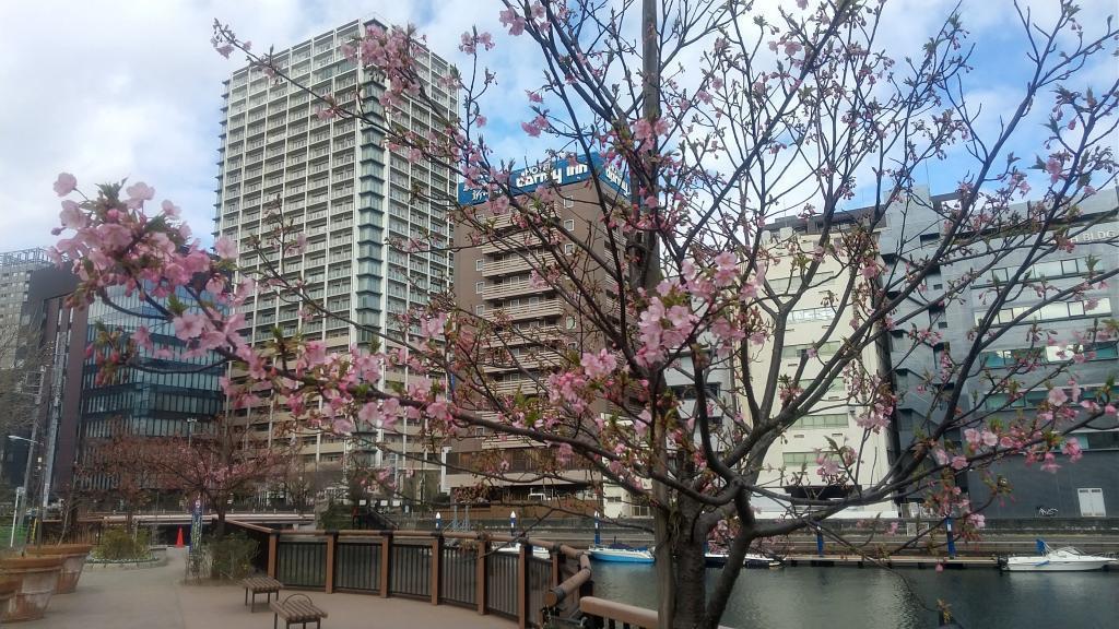  February 18 Kawazu Sakura in river’s edge, Chuo-ku Flowering earlier than last year