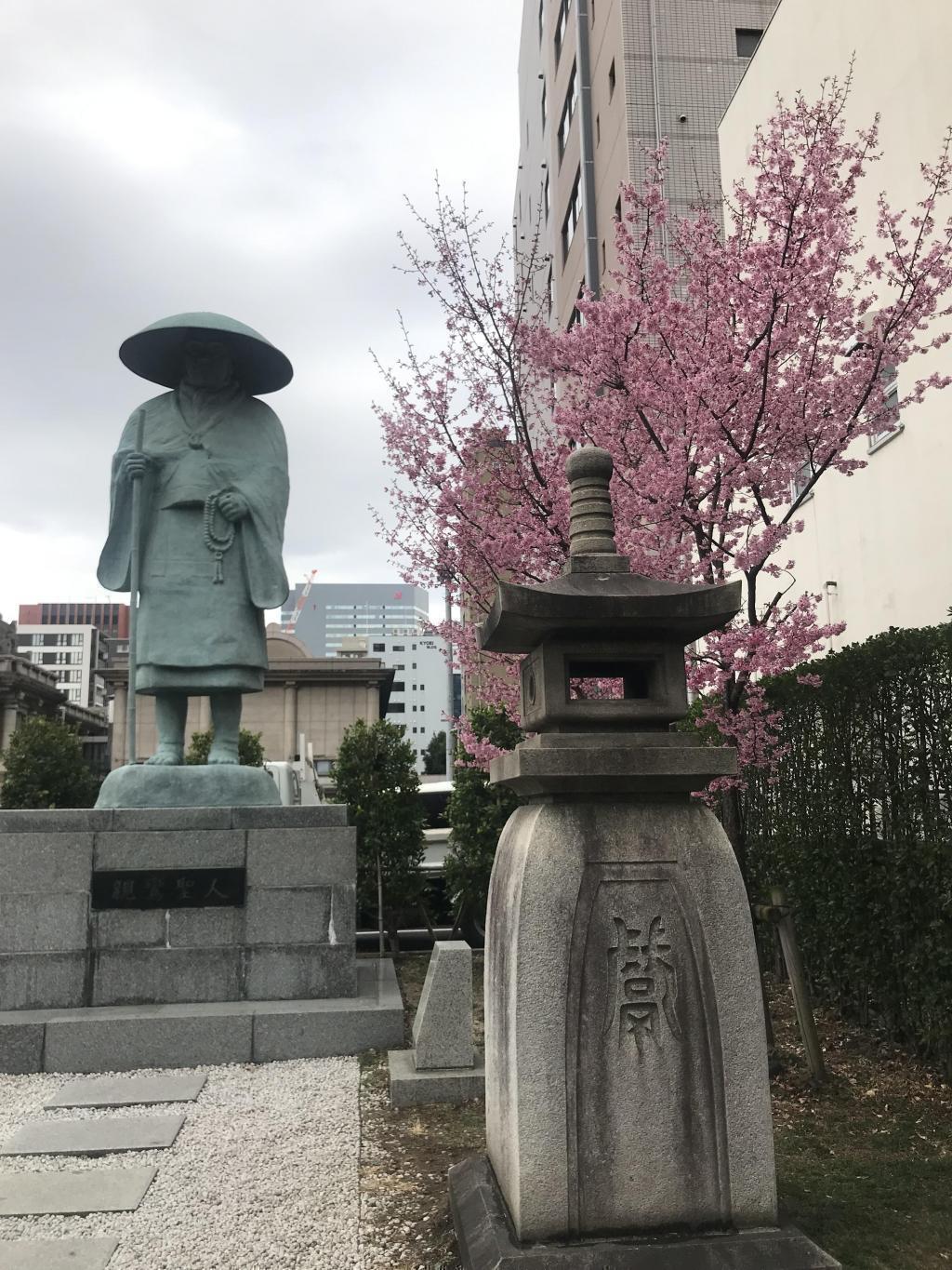  Shinran saint looks good on cherry blossoms