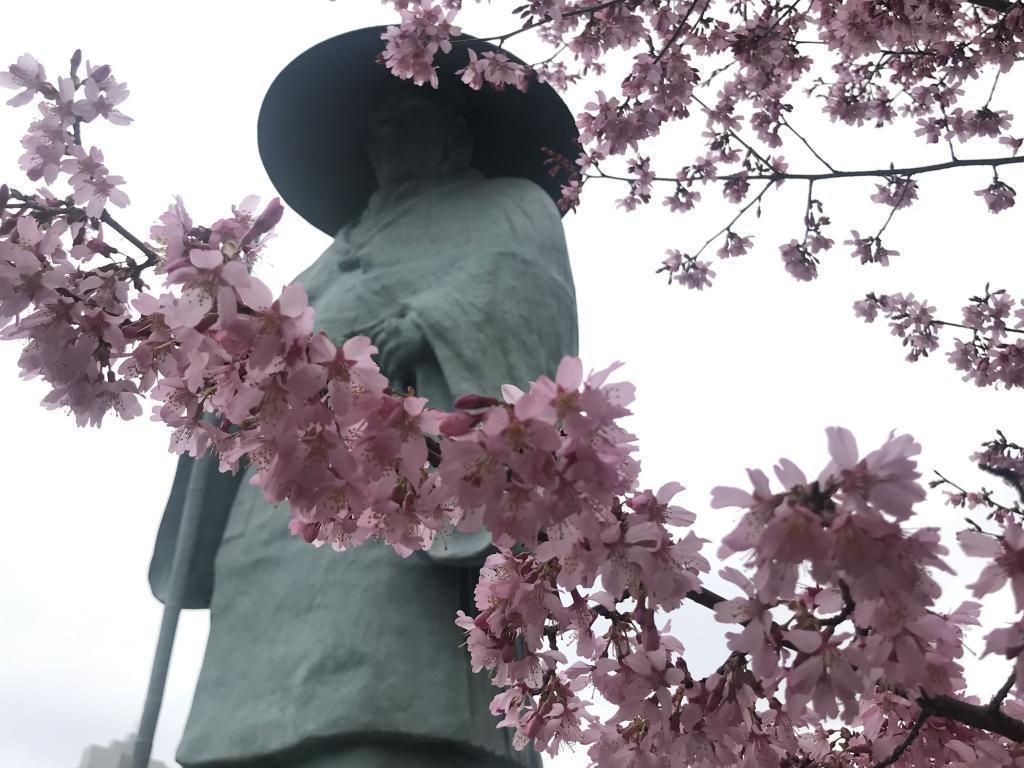  Shinran saint looks good on cherry blossoms