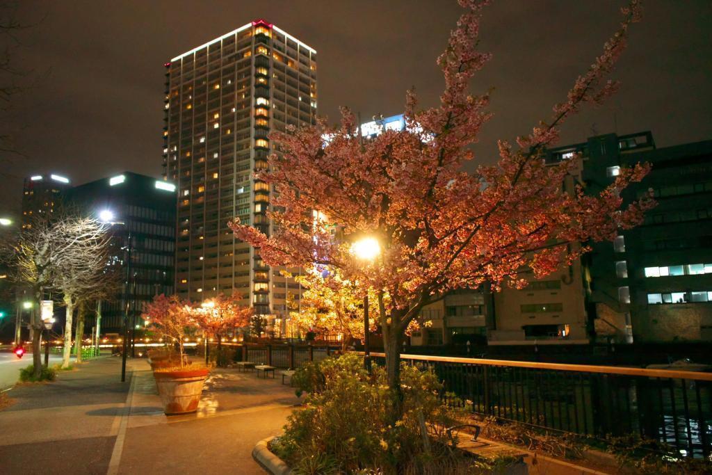 Cherry blossoms in Kamejima River Park blend in with urban landscape