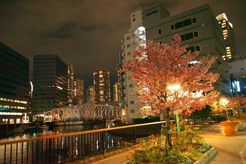 Cherry blossoms at Kamejima River Park, facing Ishikawajima's condominiums at the back of the Kamejima River Sluice Gate