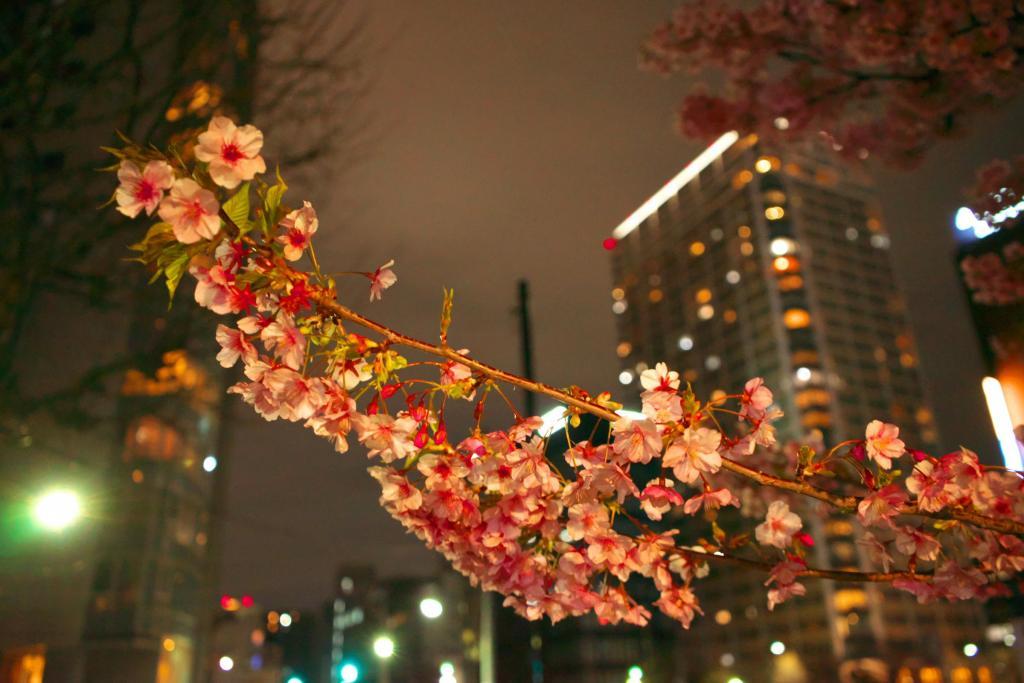 The cherry blossoms at Kamejima River Park, where the beauty of the cherry blossoms continues to change.