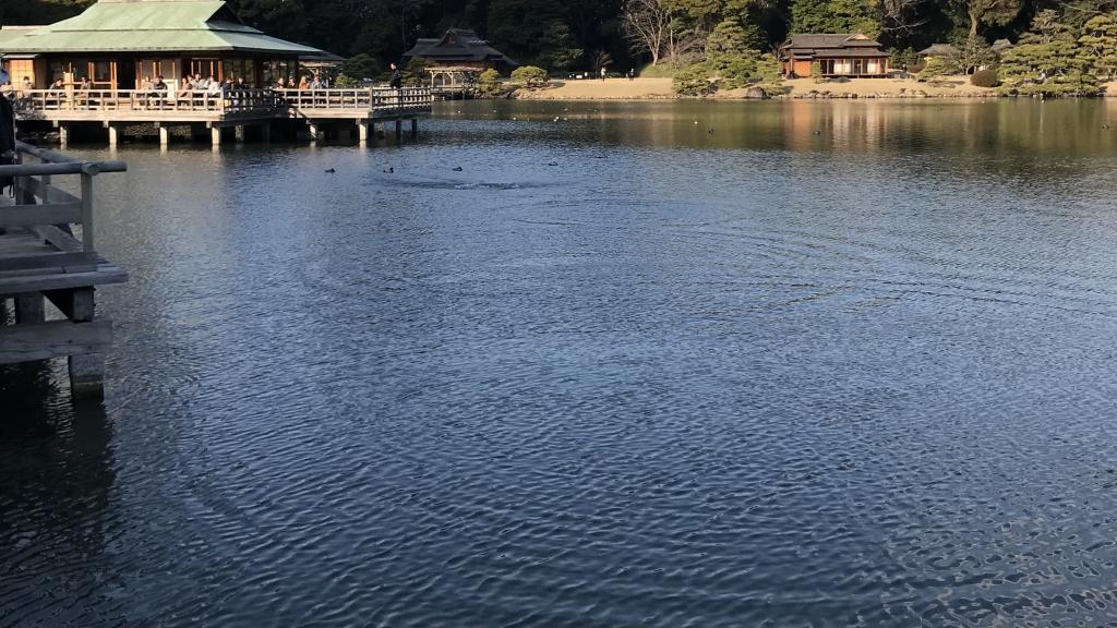  Discover the jellyfish and mullets of Hamarikyu Onshi garden!