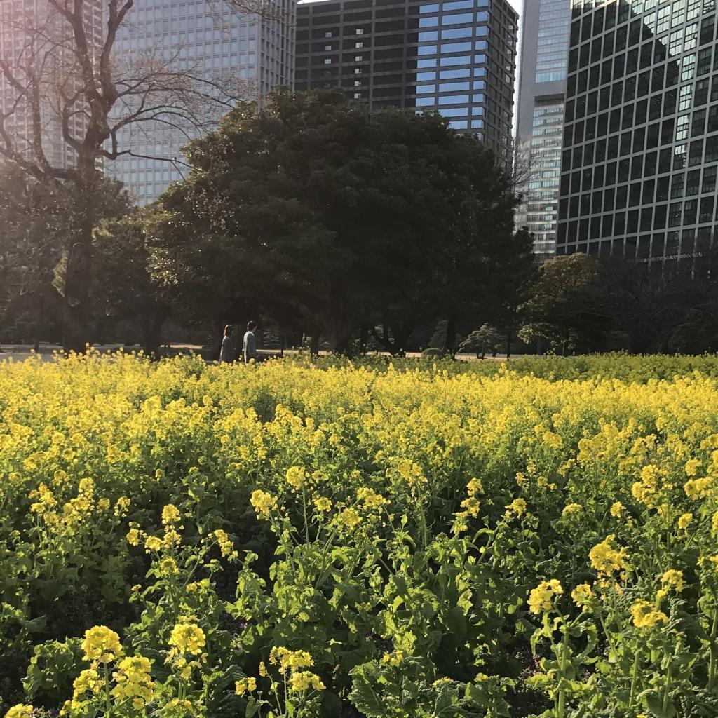  Discover the jellyfish and mullets of Hamarikyu Onshi garden!