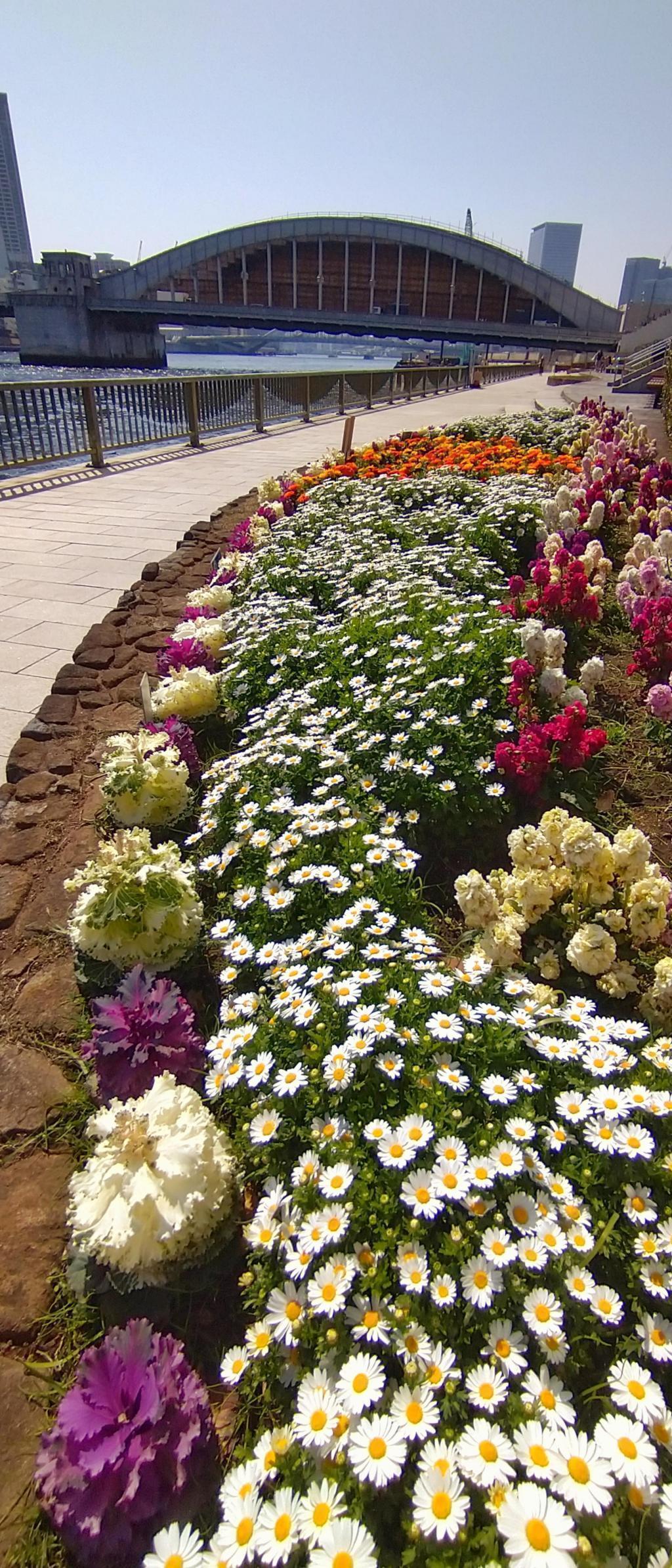  Walk from Tsukiji Station to Sumida River