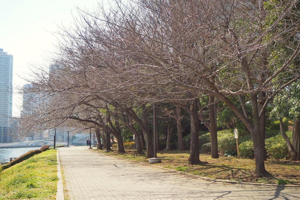  Walk from Tsukiji Station to Sumida River