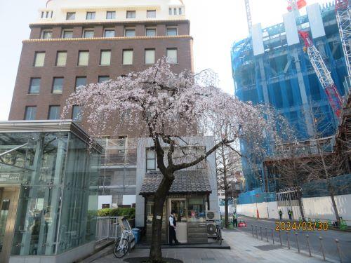  Cherry blossoms in Nihonbashi after the declaration of flowering