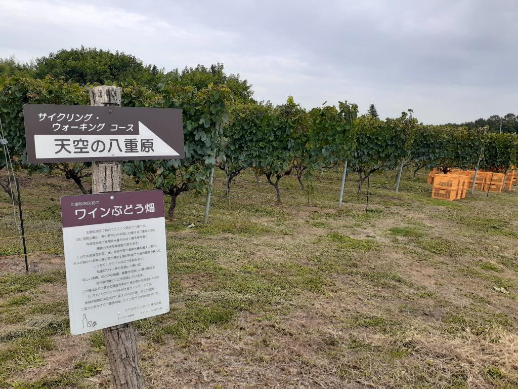  Rediscover the charm of "Chuo-ku" that leads from Edo to Reiwa! -Antenna Shop Recommendation & Information on Literature, Bicycle and Wine Lovers-