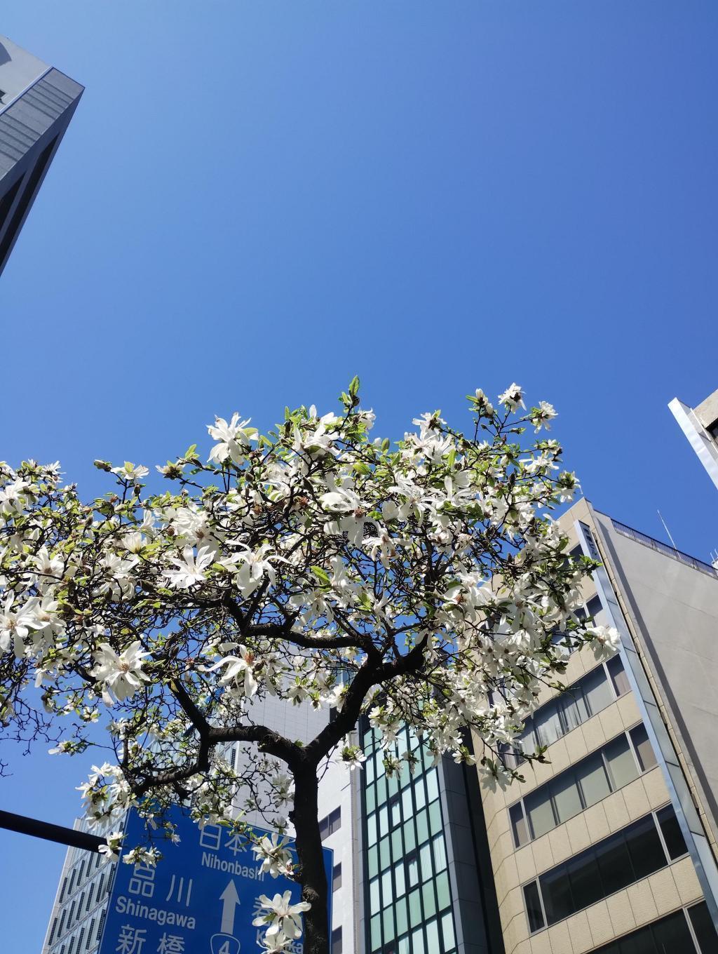  Sakura and Magnolia kobus