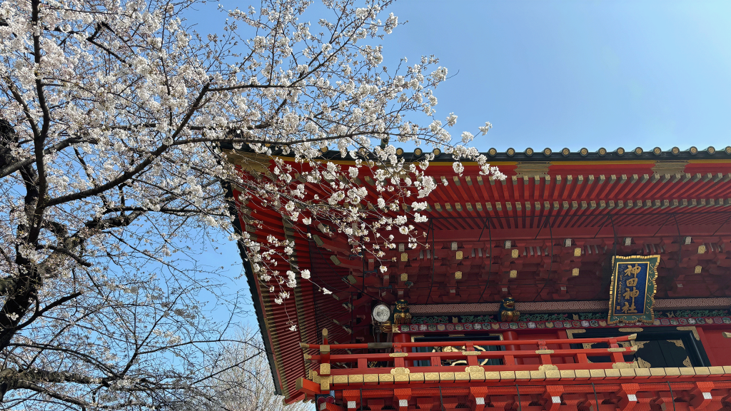 The cherry blossoms are in full bloom! Nihonbashi in such a place!　Kanda Myojin