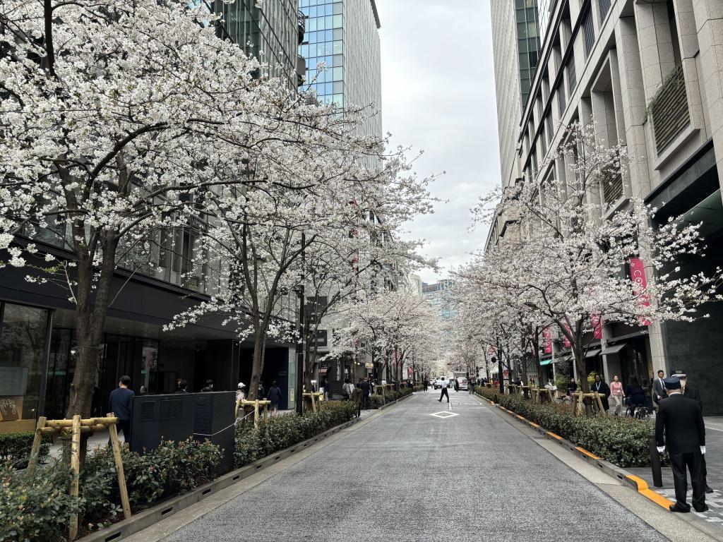 Cherry blossoms at Edo Sakura-dori St. 1 Nihonbashi area cherry blossoms are beginning to bloom