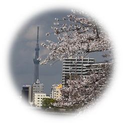  2024 Flower cloudy Okawabata 