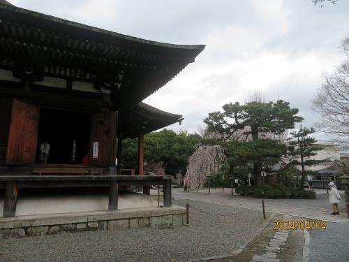  "Agame Sakura" in Kyoto