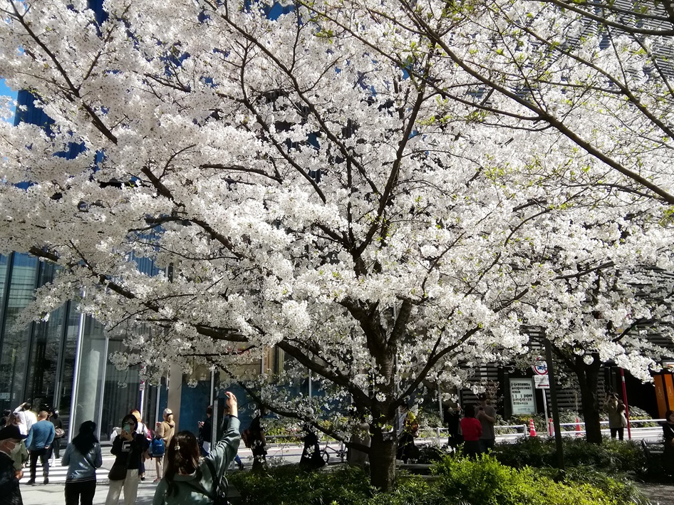  Hana no Ginza Sukiyabashi Park
　　～ Relaxation on holidays ～