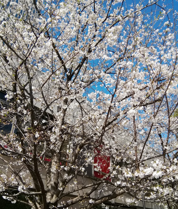  Hana no Ginza Sukiyabashi Park
　　～ Relaxation on holidays ～