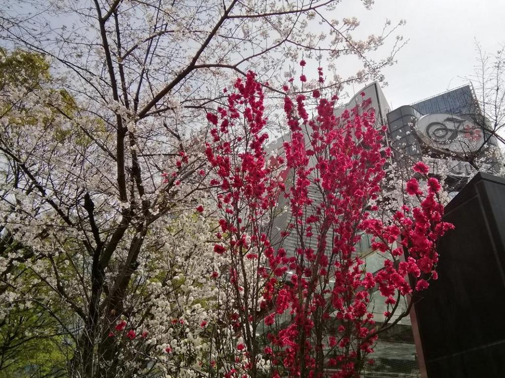  Hana no Ginza Sukiyabashi Park
　　～ Relaxation on holidays ～