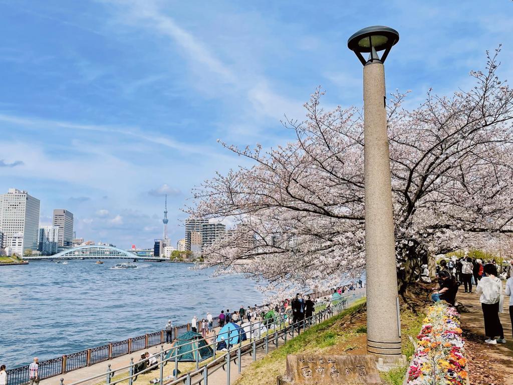  "Sushi" cherry blossom viewing spot on Sumida River Terrace