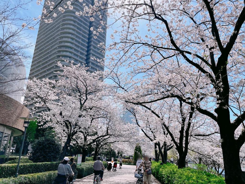  "Sushi" cherry blossom viewing spot on Sumida River Terrace