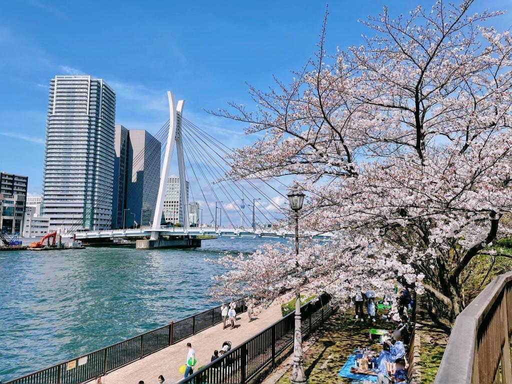  "Sushi" cherry blossom viewing spot on Sumida River Terrace