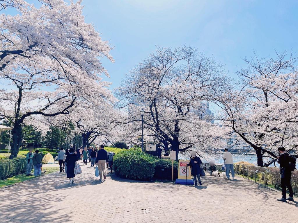  "Sushi" cherry blossom viewing spot on Sumida River Terrace