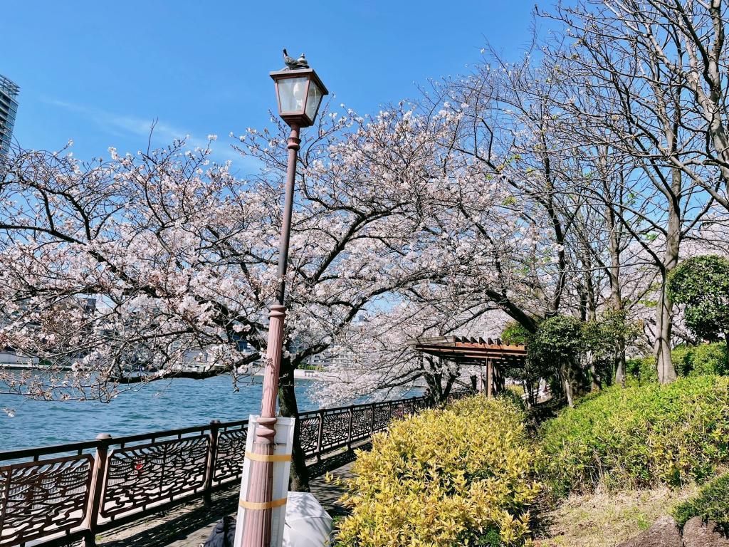  "Sushi" cherry blossom viewing spot on Sumida River Terrace