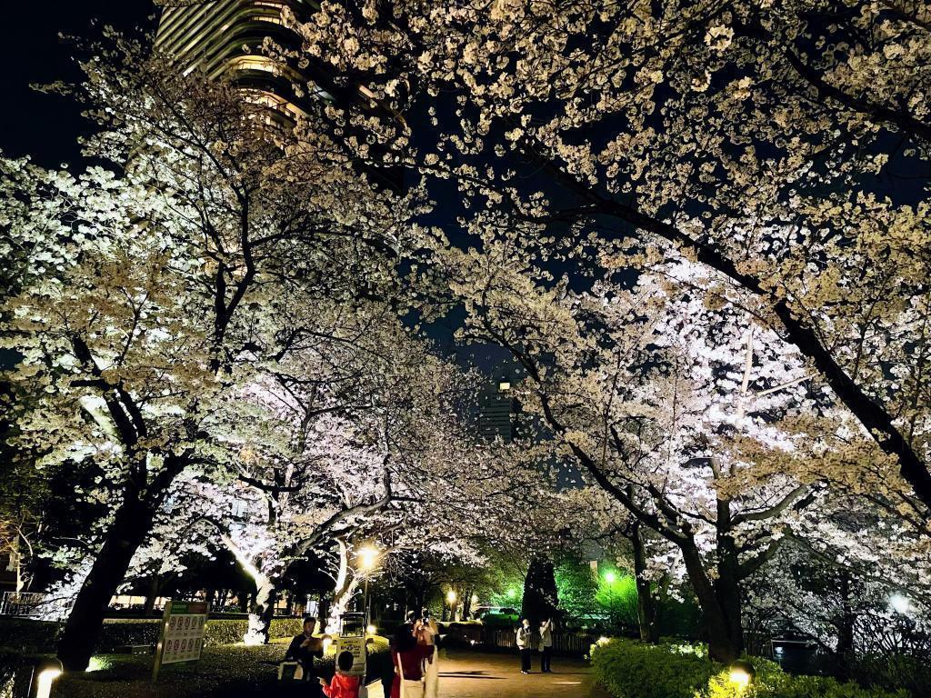 We recommend cherry blossom viewing spots on the Sumida River Terrace