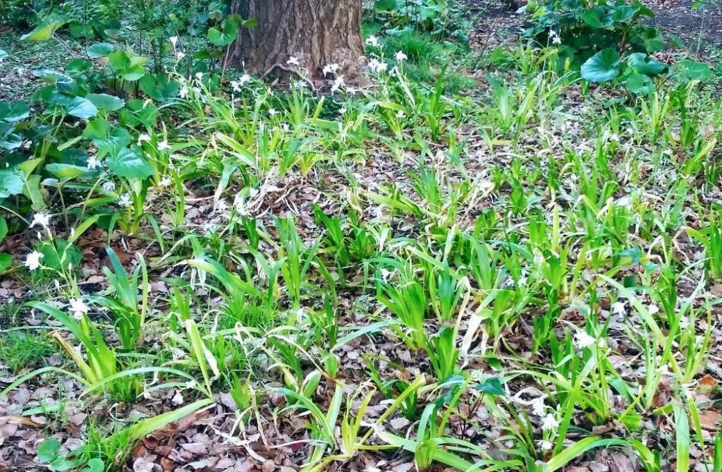  Spring! Reunion with fringed iris