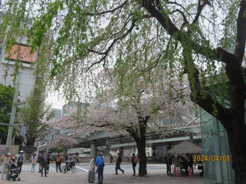  After the "Sakura in Nihonbashi after the Declaration of Flowering of Cherry Blossoms"