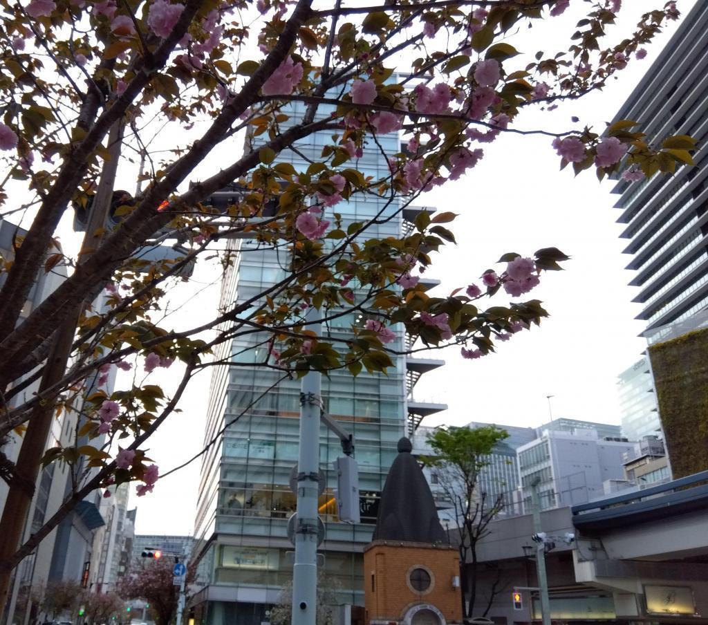 Ginza Sakura-dori St. Yae-zakura competes for Ginza 1-chome gorgeously if it becomes Yae-zakura Ginza Ginza.