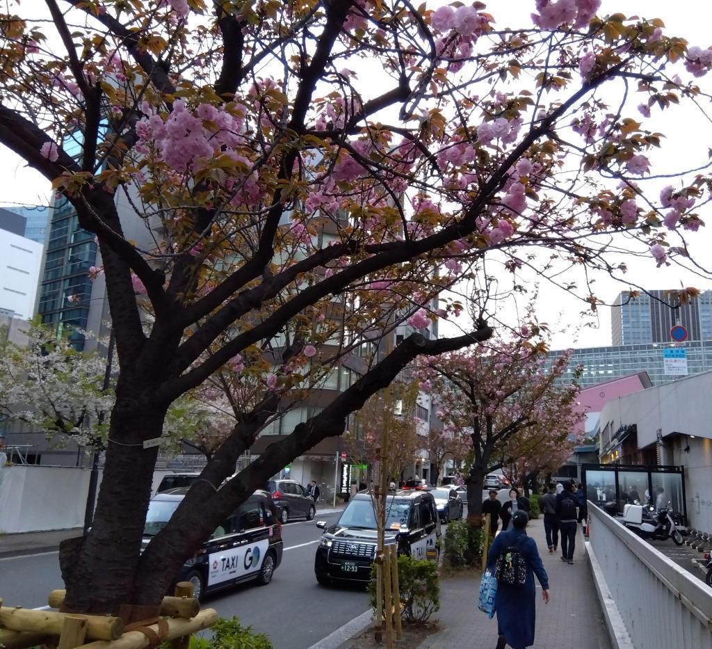 Mainly Yae-zakura Sekiyama, Ginza Sakura-dori St. Yae-zakura competes for Ginza 1-chome.