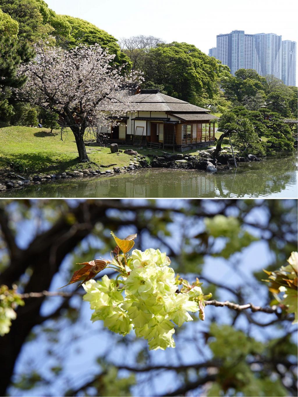 Cherry blossoms in Chuo-ku, Hamarikyu Garden